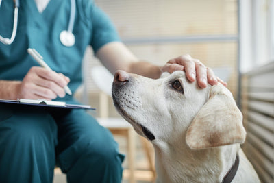 10 Signs and Symptoms of Cancer in Dogs
