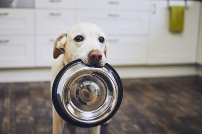 How Canine Biologics’ supplements and wild-caught salmon oil help dogs with cancer