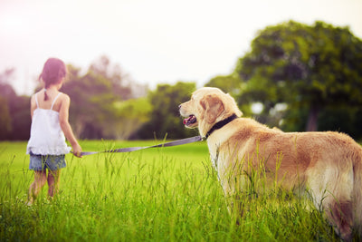Is Exercise Safe for Dogs with Cancer?