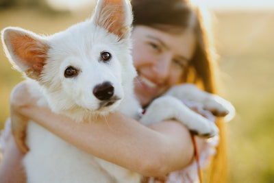 Canine Mammary Cancer Explained