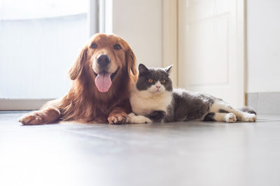 NutriDapt: The Future of Dog and Cat Critical Care Nutrition
