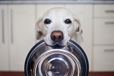 Why an Integrated Nutrition Approach to Canine Cancer Matters