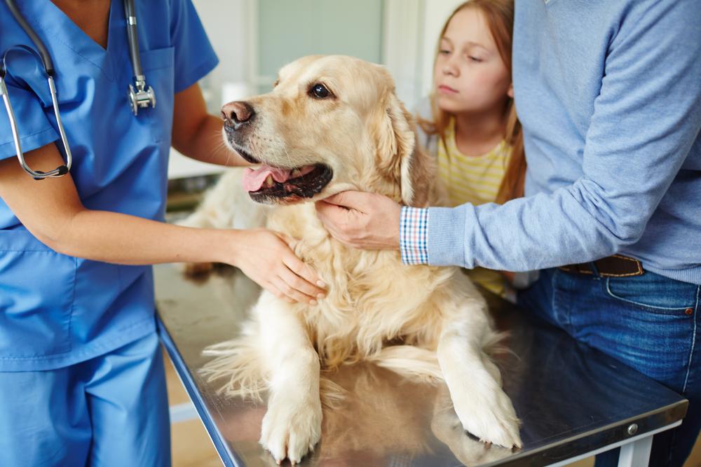 A golden retriever on an exam table, with a veterinarian and an adult owner and a child