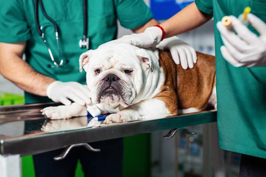 An English bulldog on an exam table with two gloved veterinary people holding vials and petting the dog