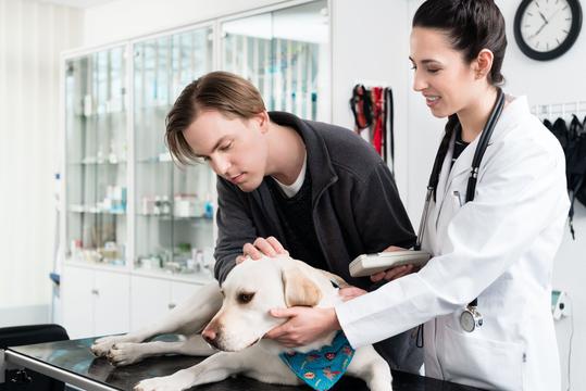A labrador retriever on an exam table in a vet office with the male owner and female veterinarian petting her