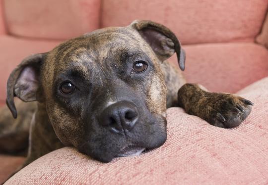 A pitbull resting his paw and chin on a cushion, looking into the camera lens