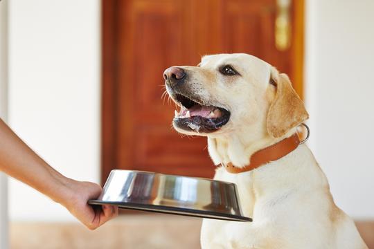 A labrador retriever looking up toward an owner who is lowering a bowl of food toward the dog