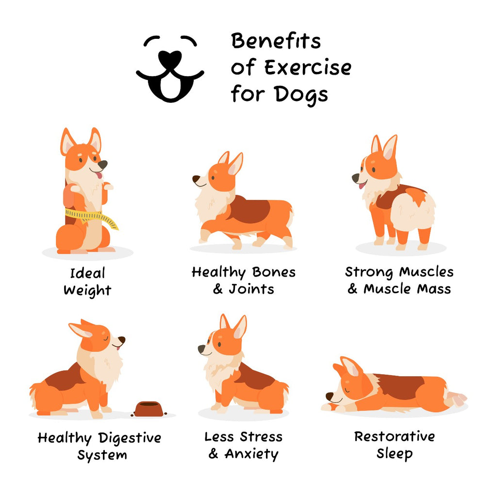 benefits-of-exercise-for-dogs