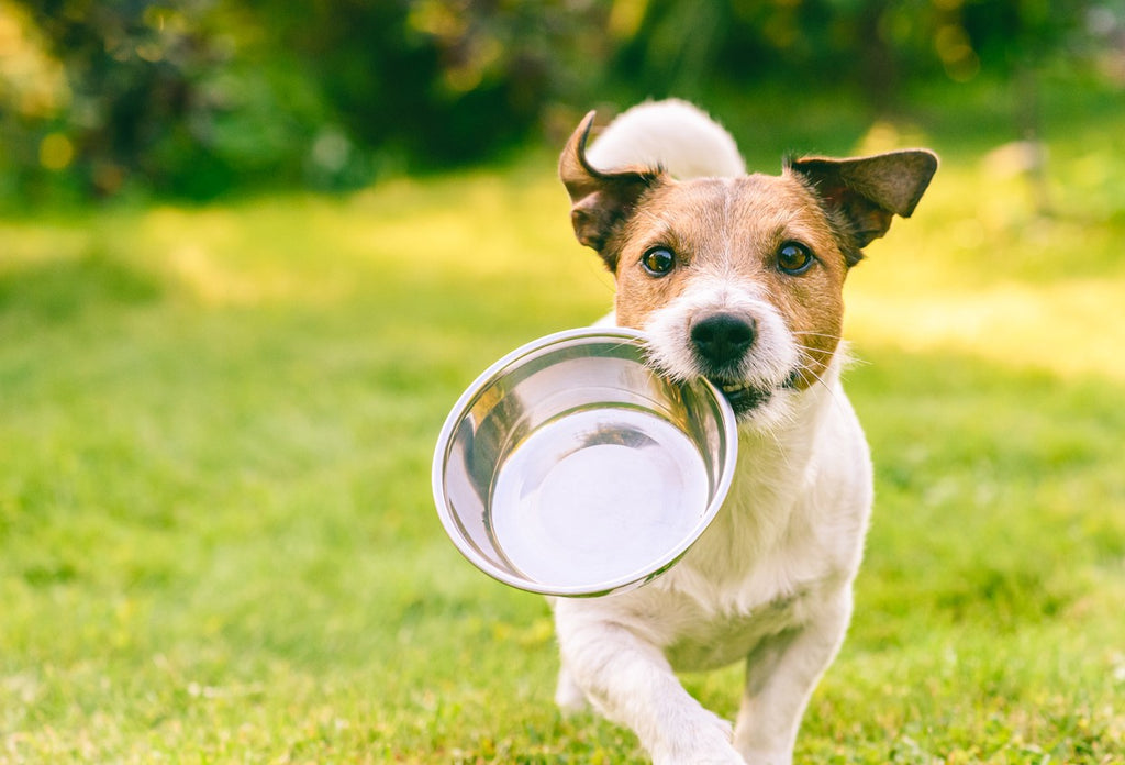 dog-running-with-empty-bowl