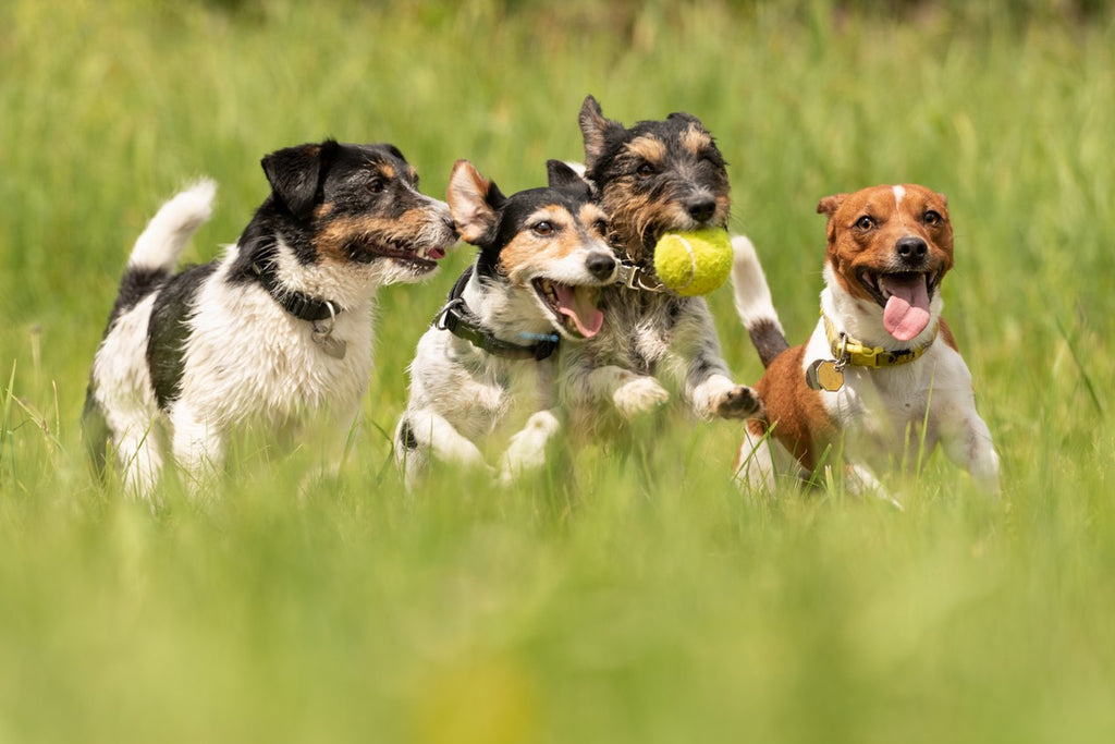 happy-dogs-running-in-grass