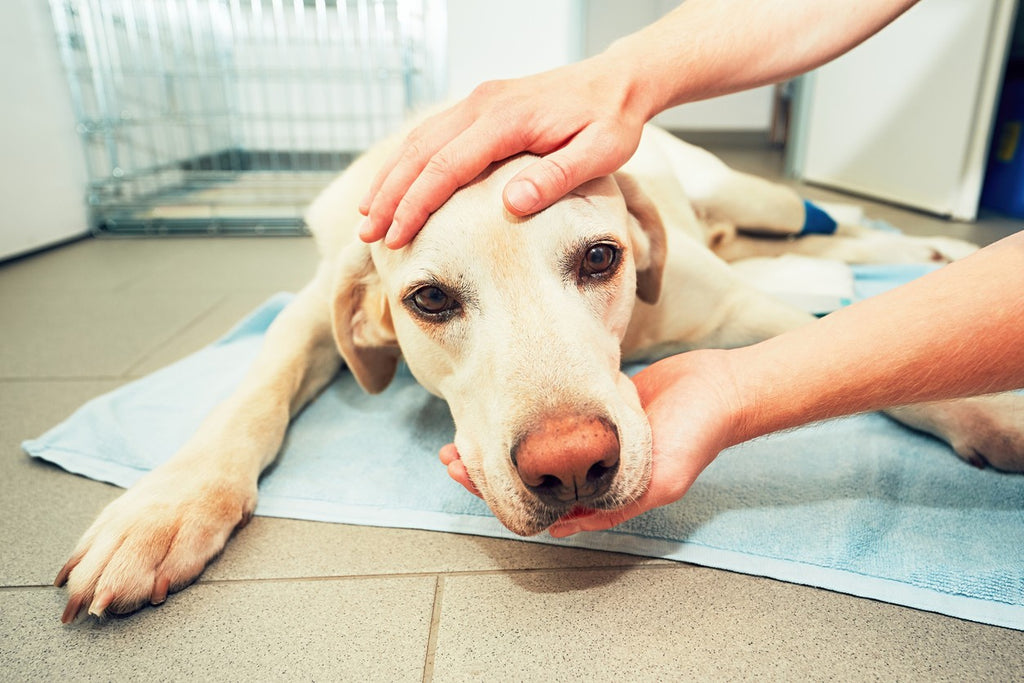 sick-dog-examined-by-vet