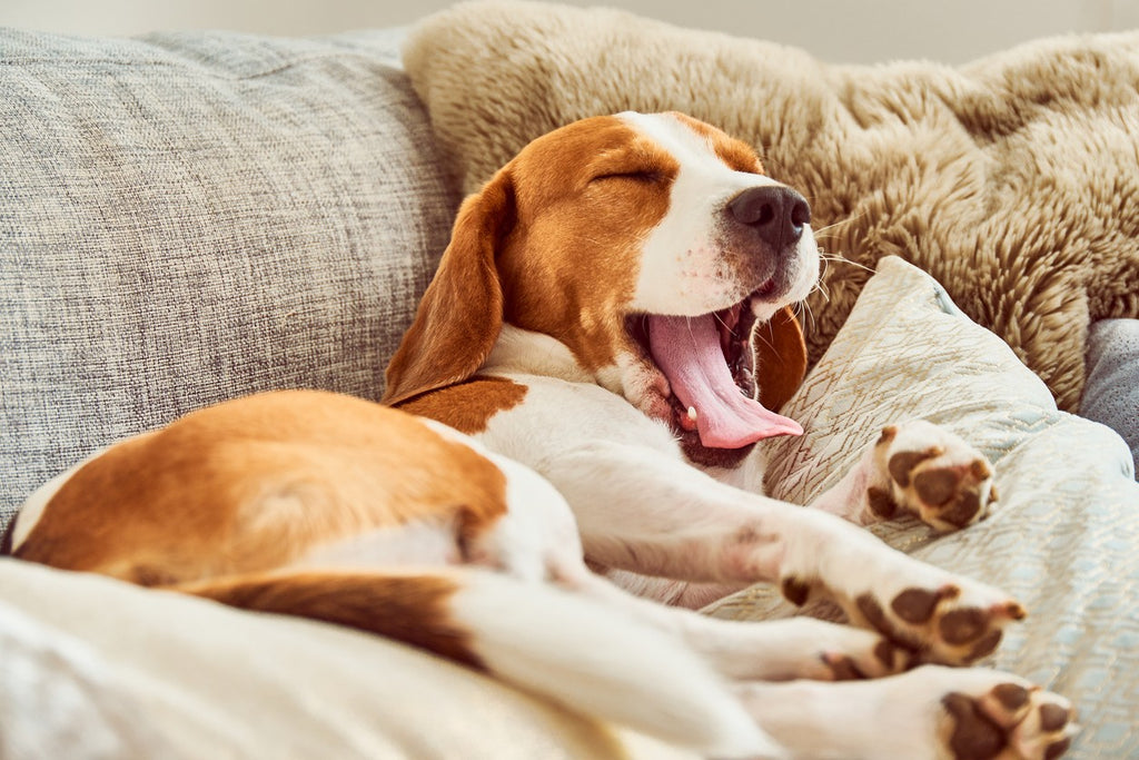 sleeping-dog-yawning-on-sofa