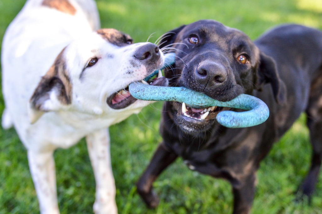 two-dogs-playing-tug-of-war-with-toy
